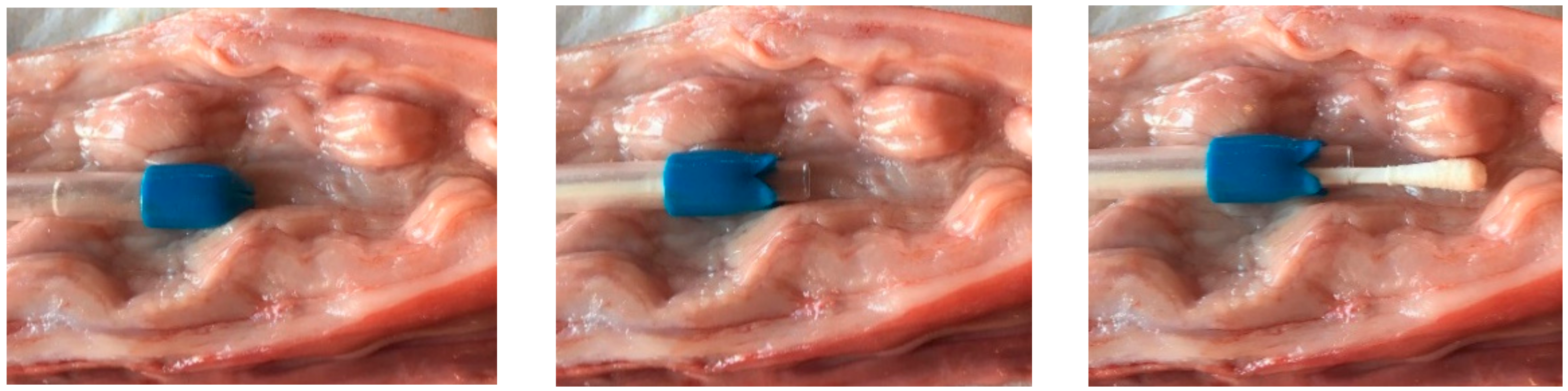 Animals 12 00117 g001