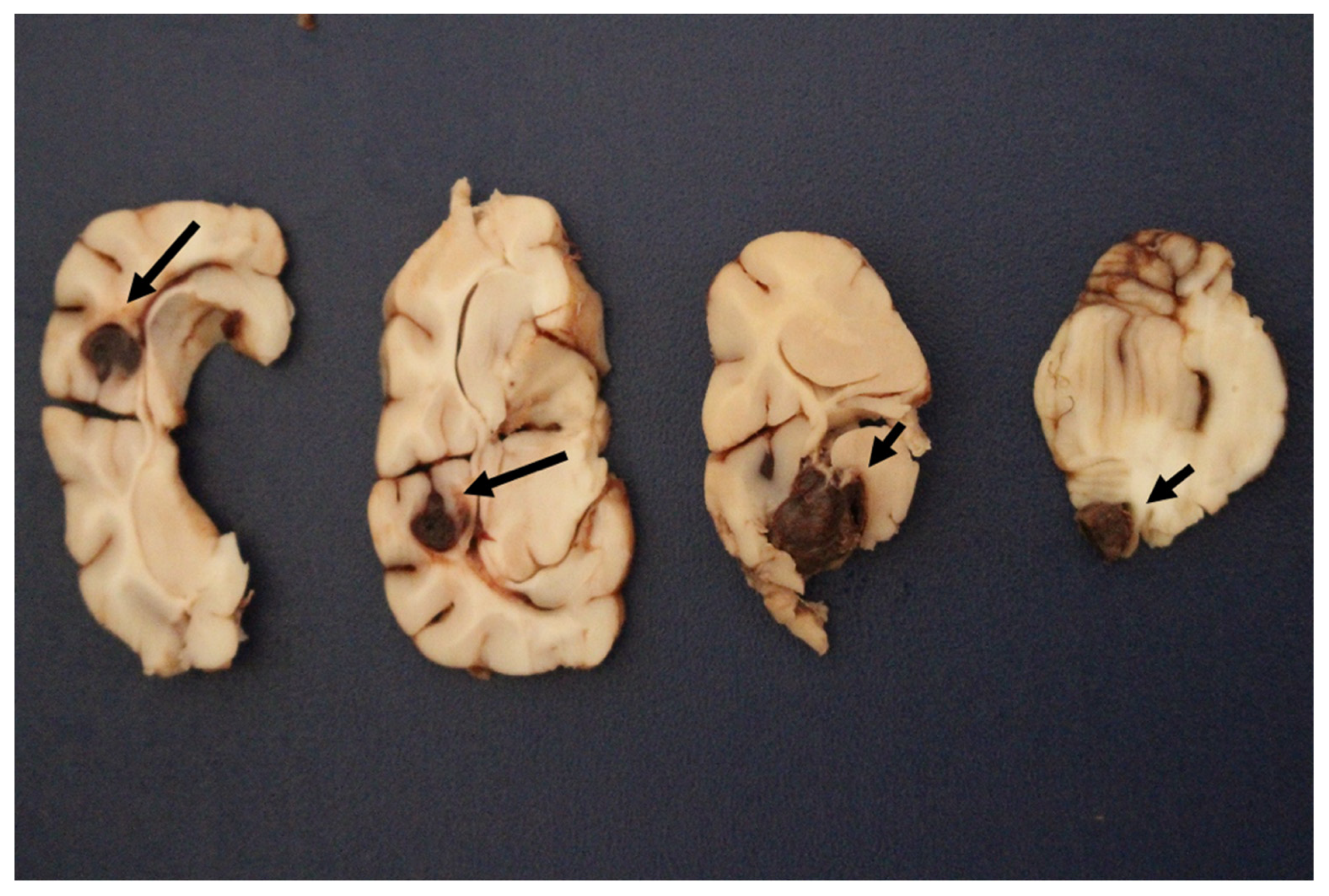 Animals 12 00128 g002