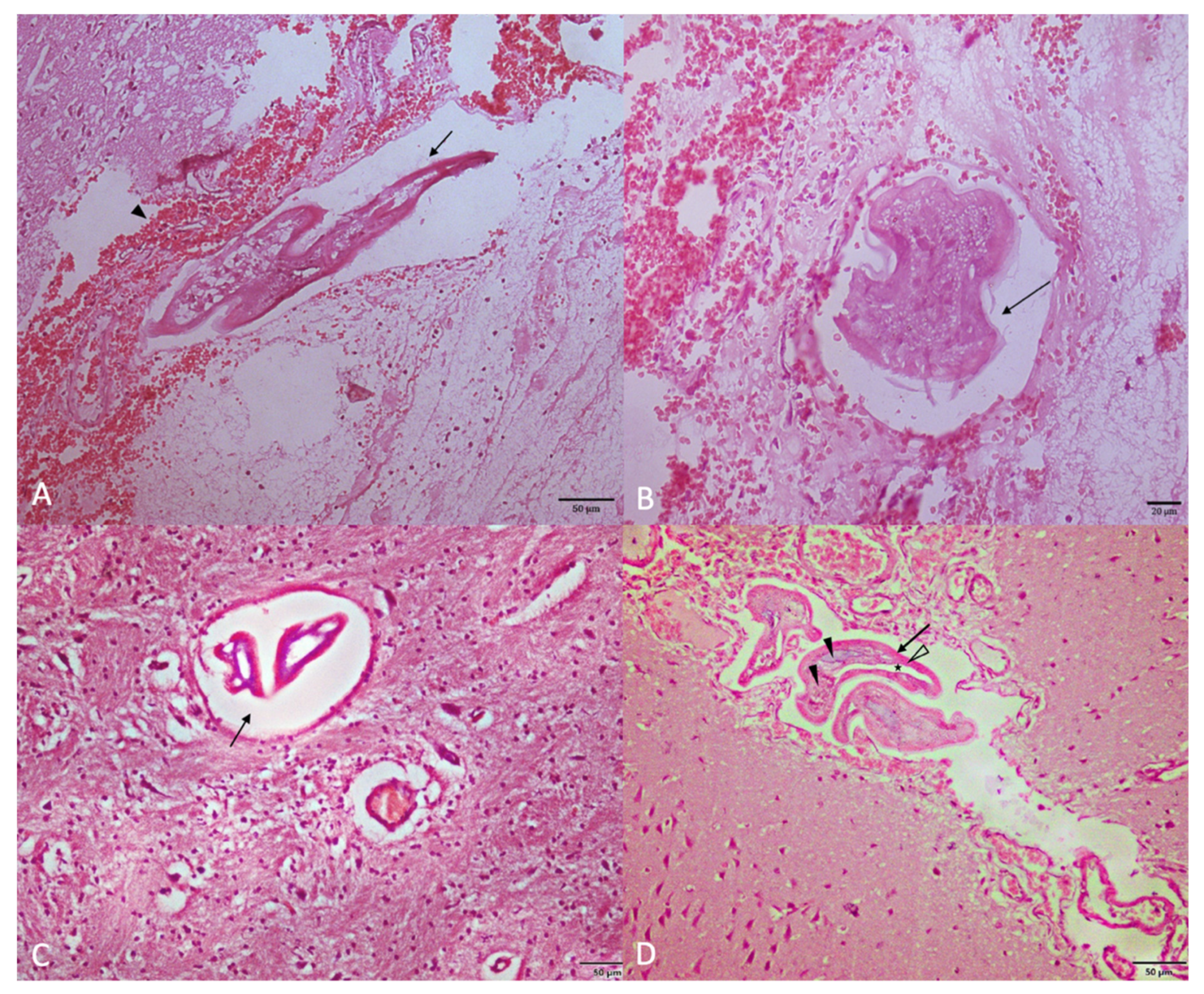 Animals 12 00128 g004