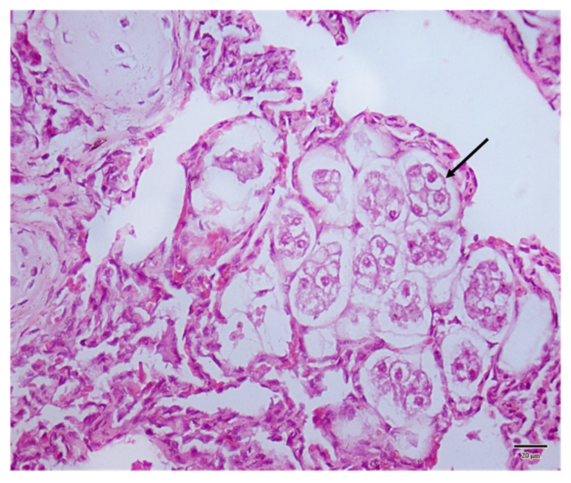 Animals 12 00128 g005