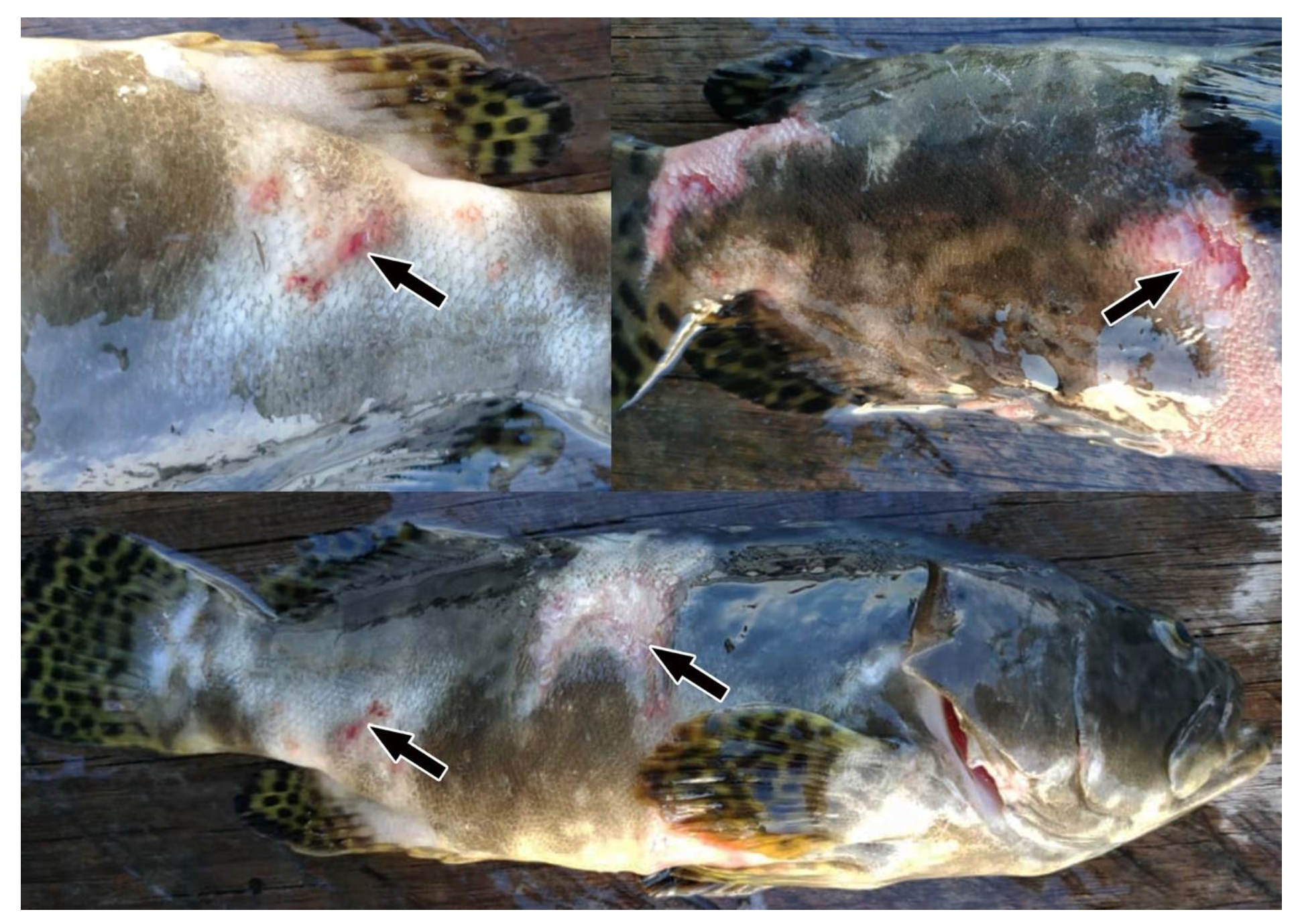 Animals 12 00133 g008