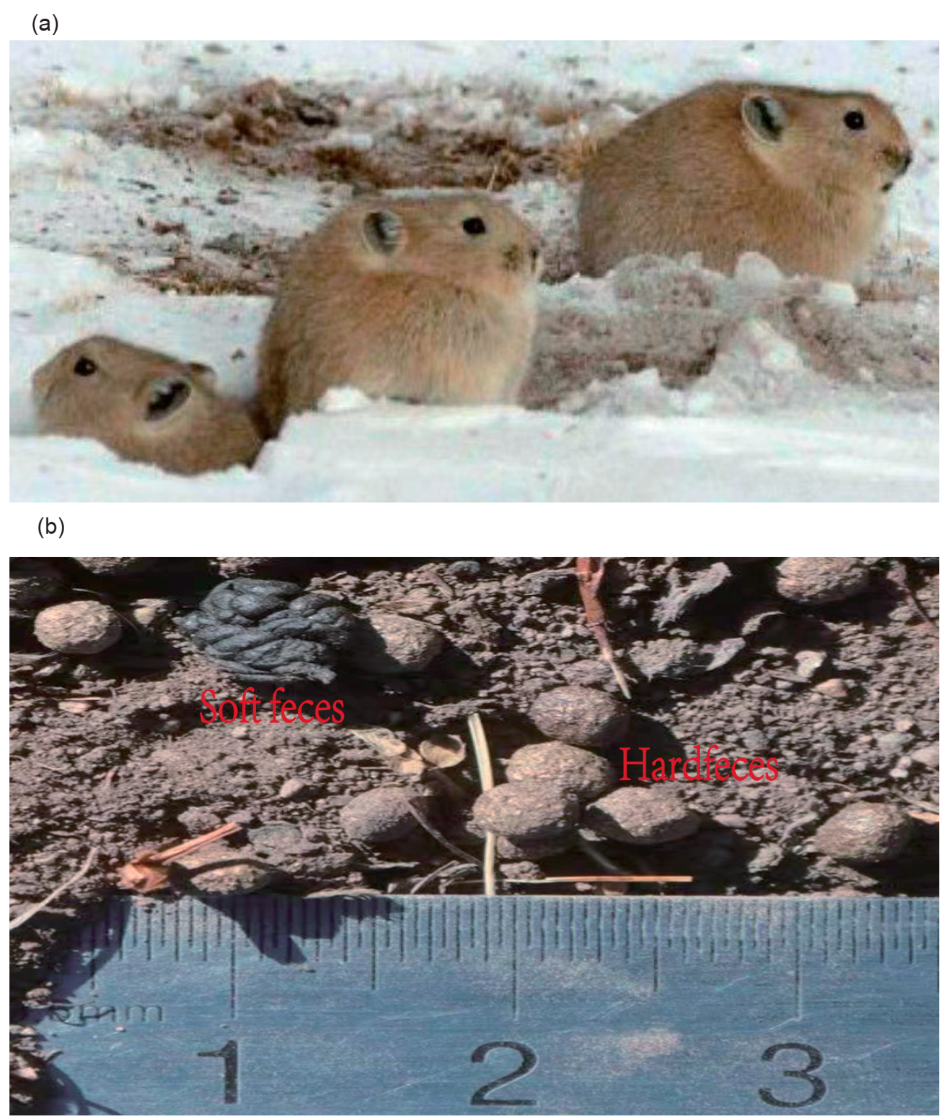 Animals 12 00149 g001