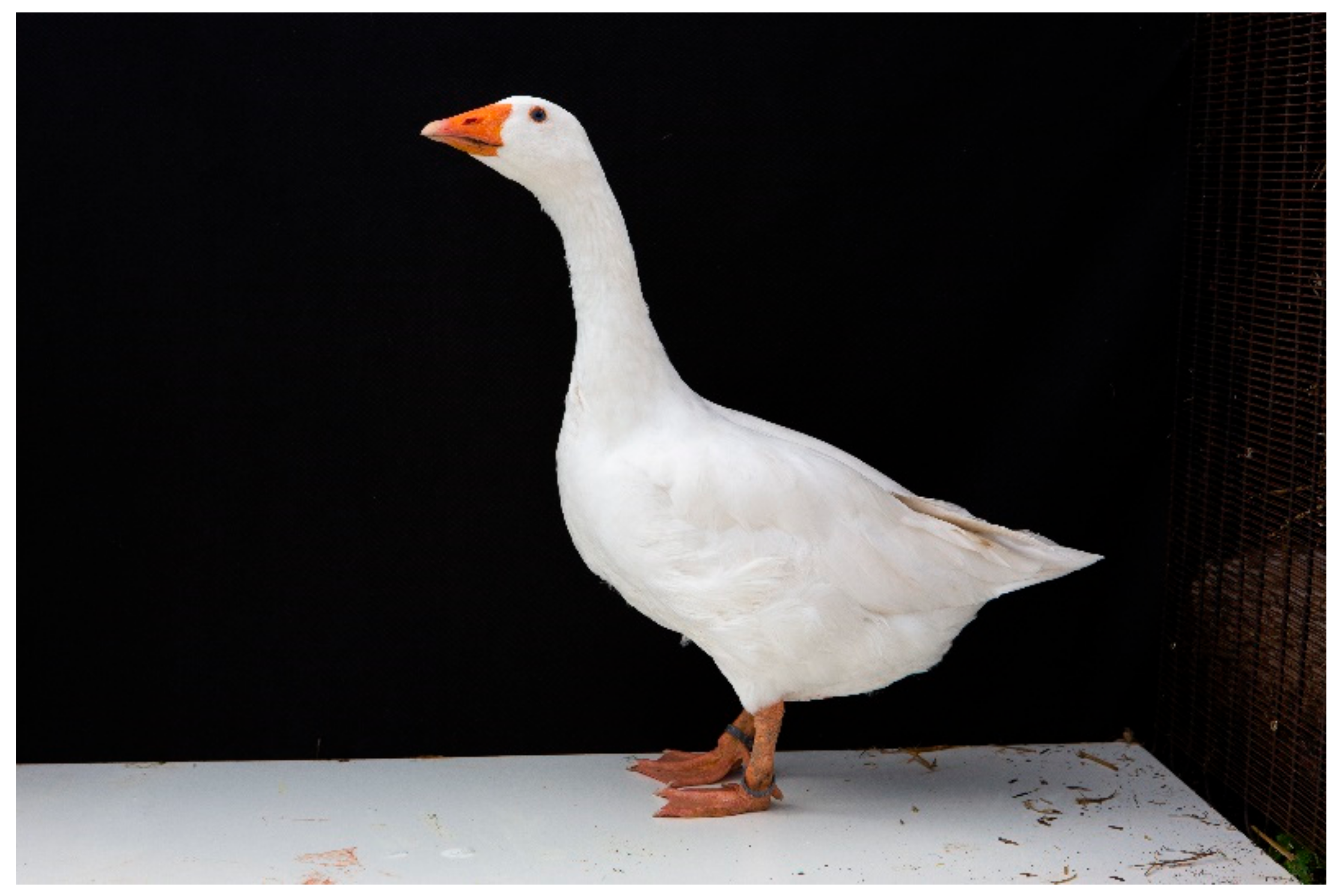 Animals 12 00159 g001 Animals 12 00159 g001