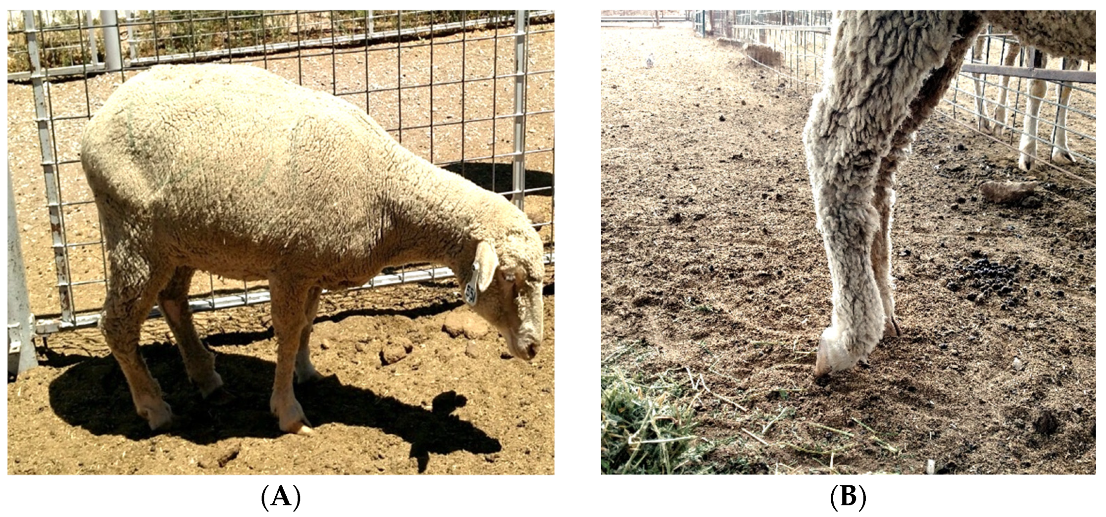 Animals 12 00266 g001