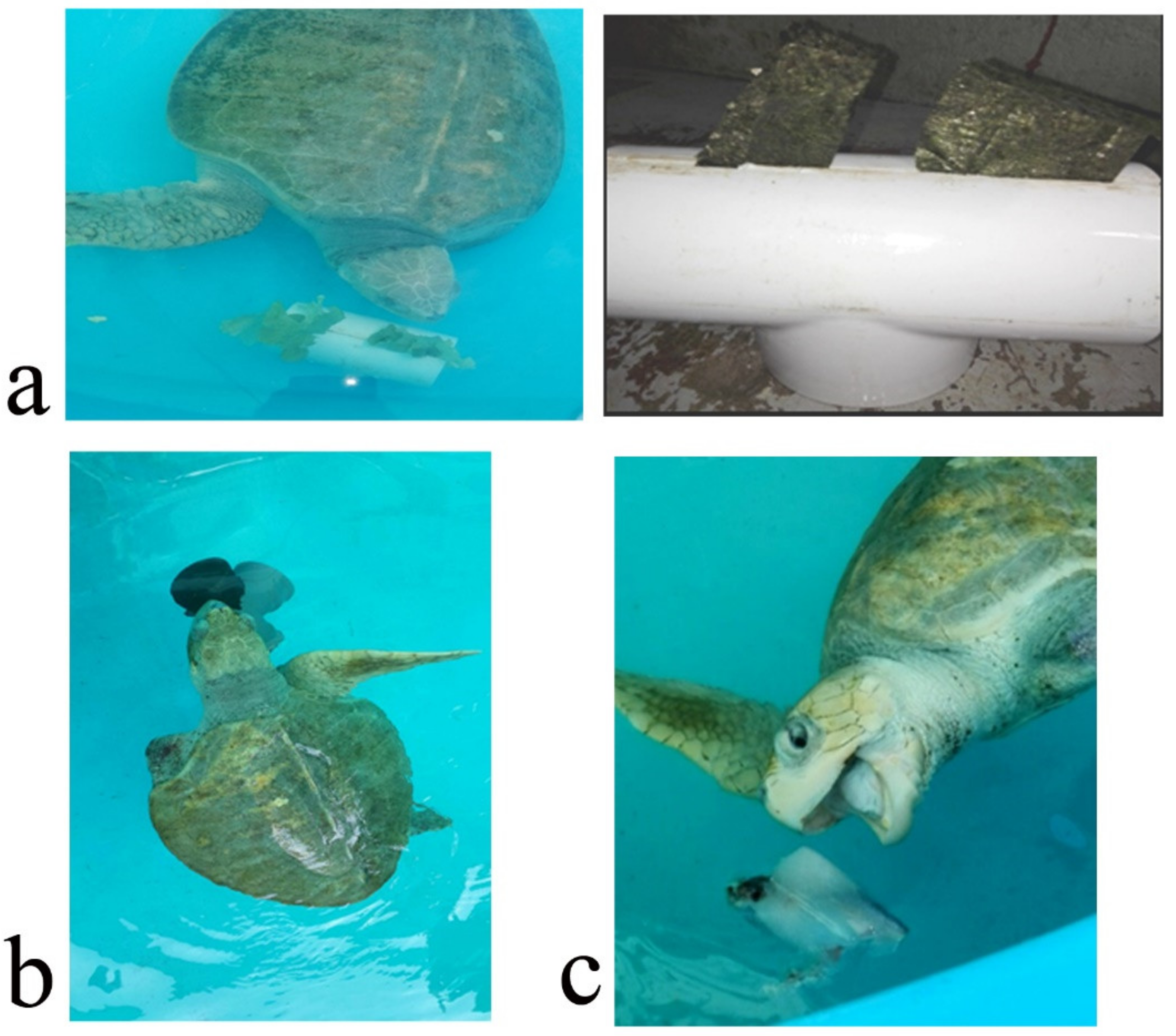 Animals 12 00282 g002