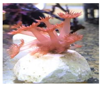 Animals 12 00306 i005