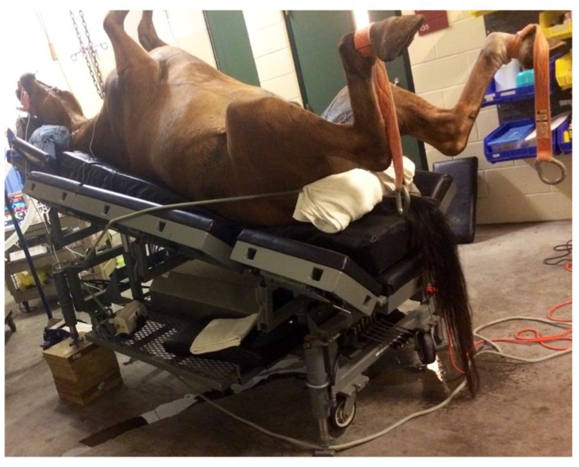 Animals 12 00353 g001