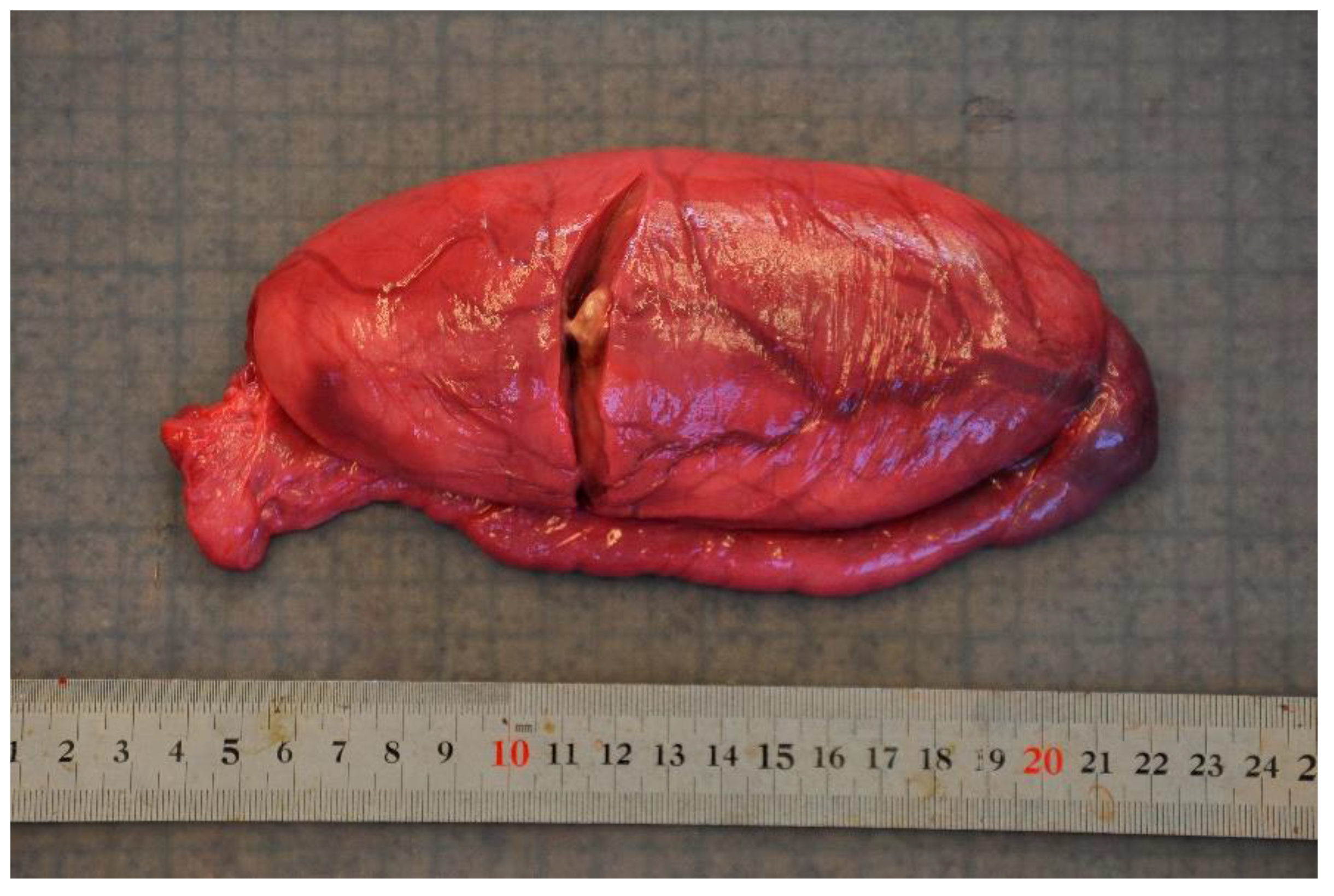 Animals 12 00369 g005