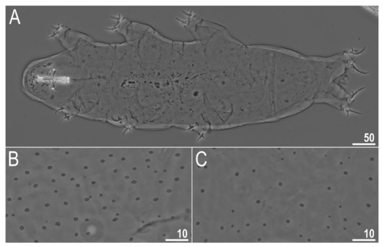 Animals 12 00404 g002 550