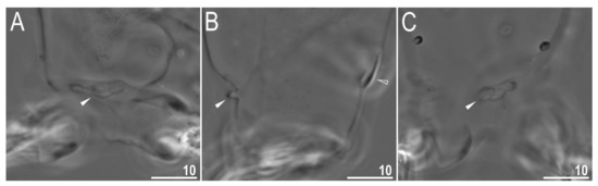 Animals 12 00404 g004 550