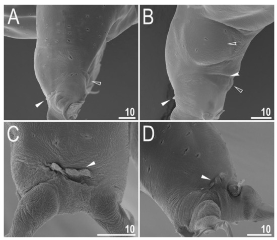 Animals 12 00404 g005 550