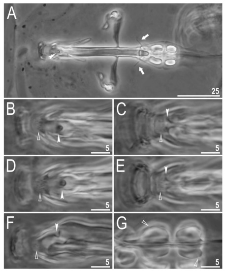 Animals 12 00404 g008 550
