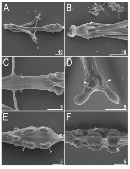 Animals 12 00404 g010 550