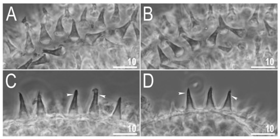 Animals 12 00404 g011 550