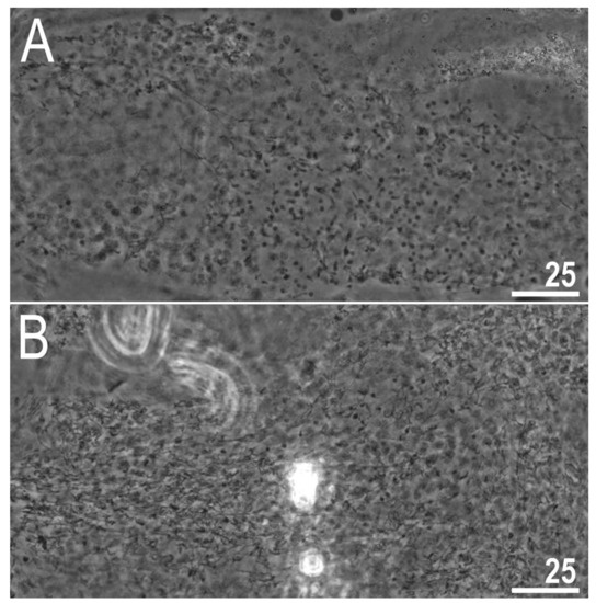 Animals 12 00404 g013 550