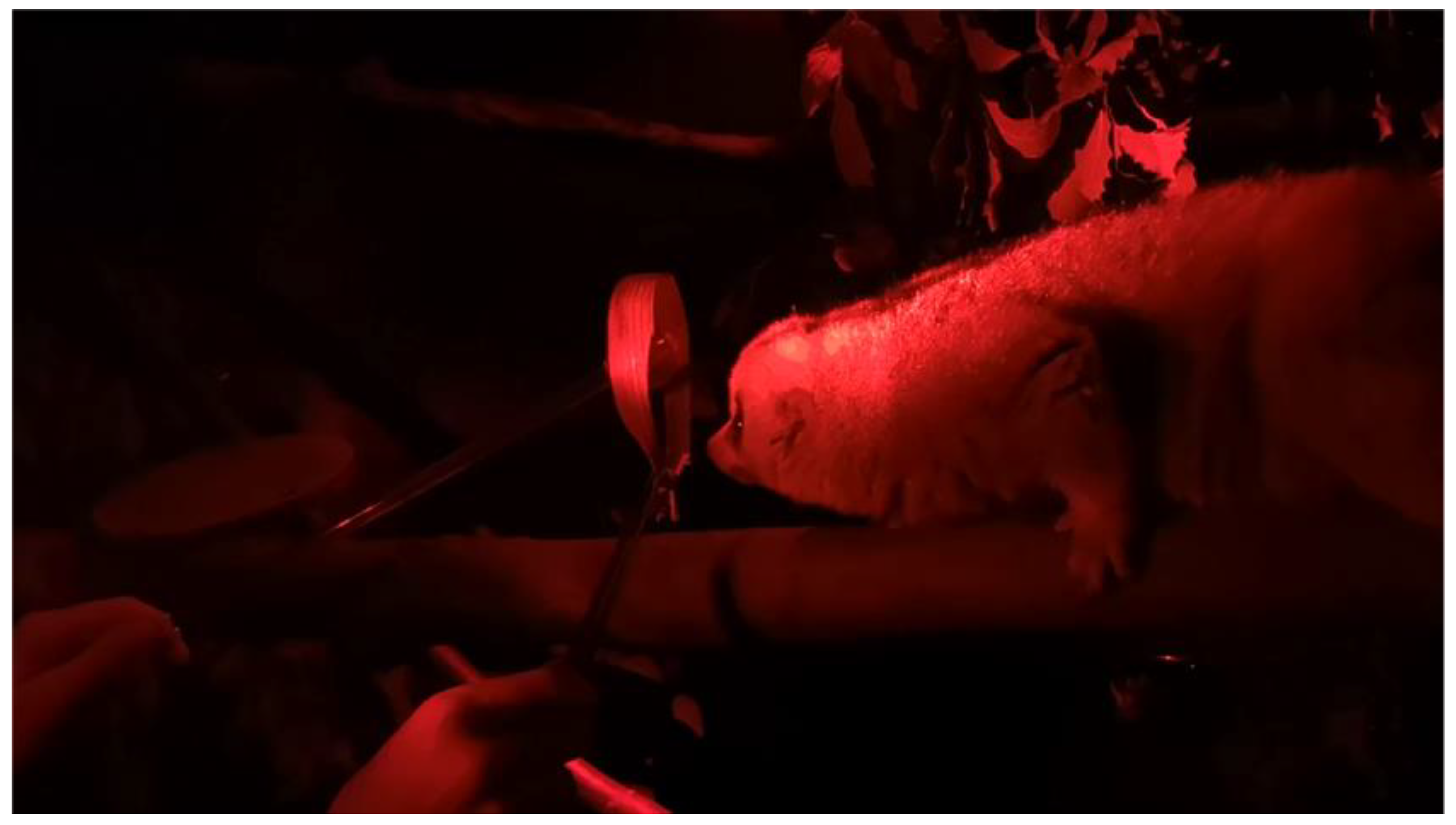 Animals 12 00411 g001