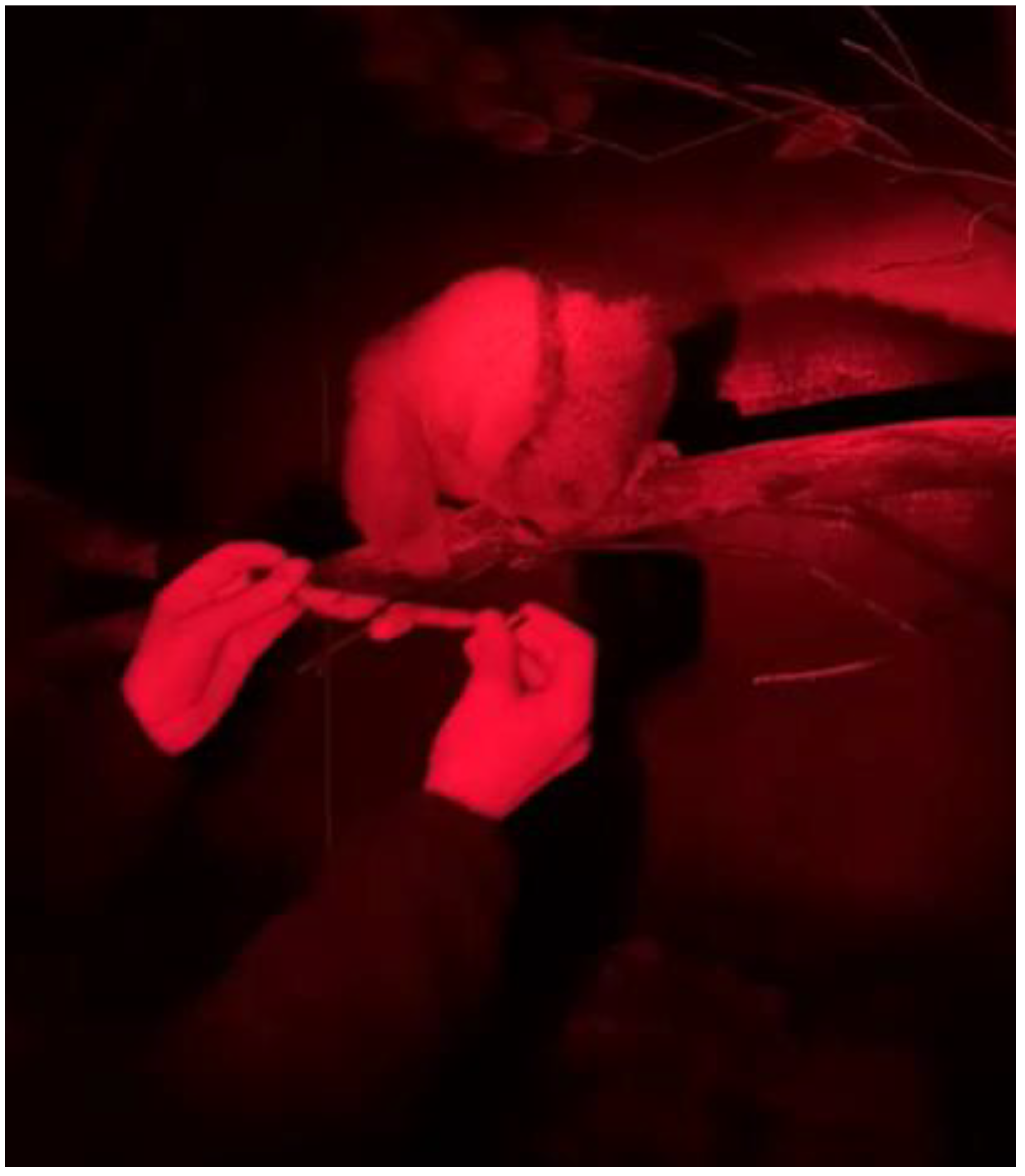 Animals 12 00411 g002