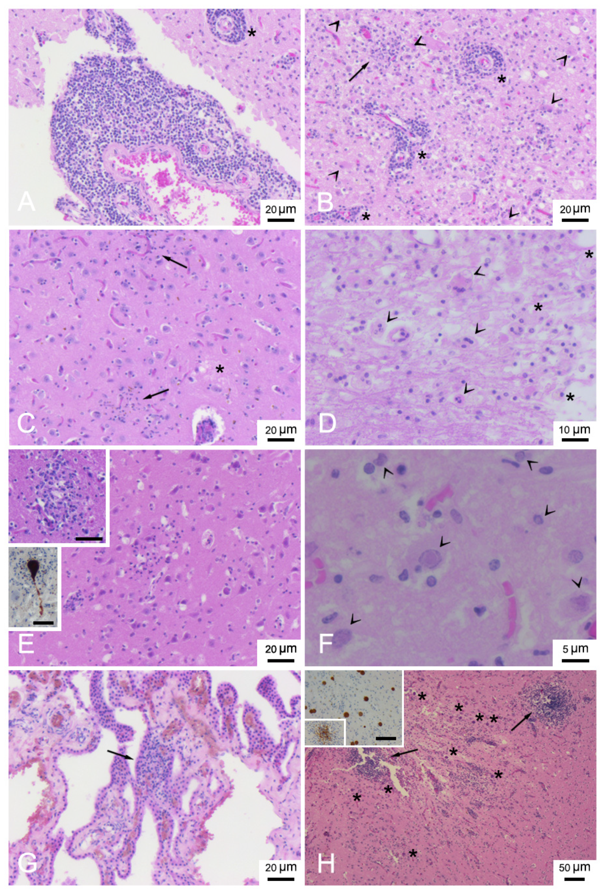 Animals 12 00452 g002