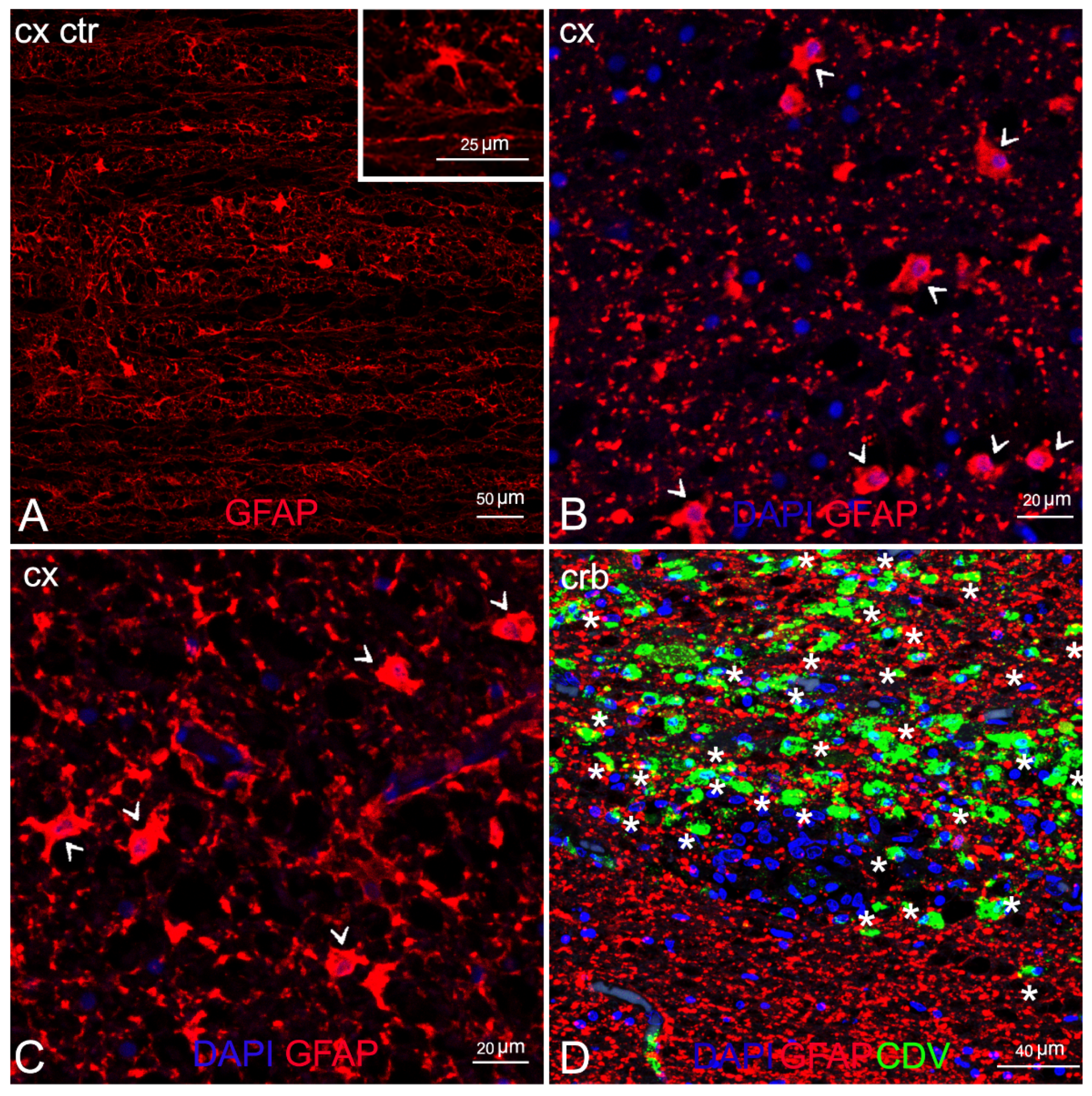 Animals 12 00452 g005