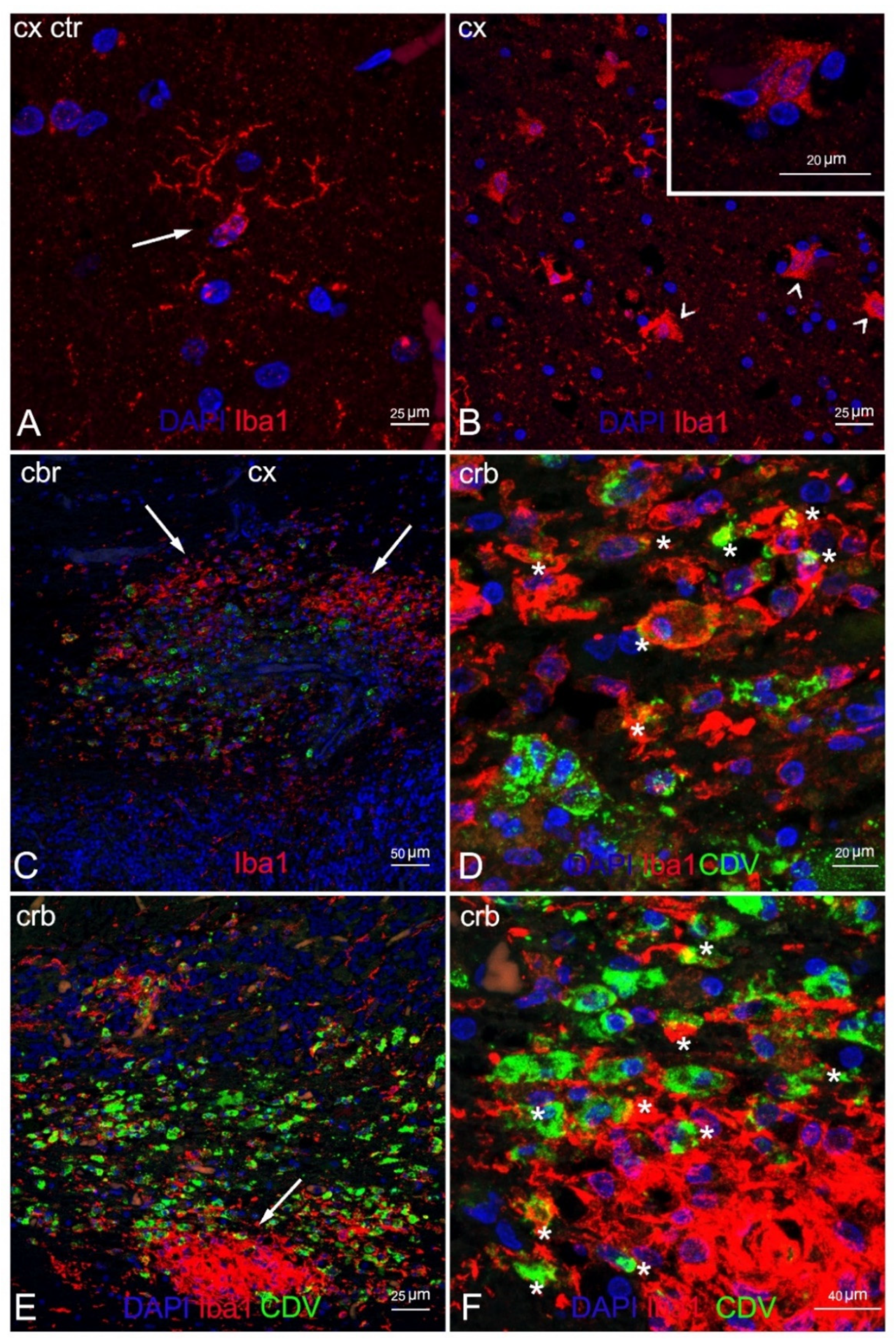 Animals 12 00452 g006