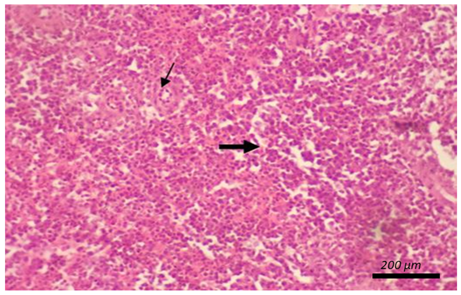 Animals 12 00453 g003