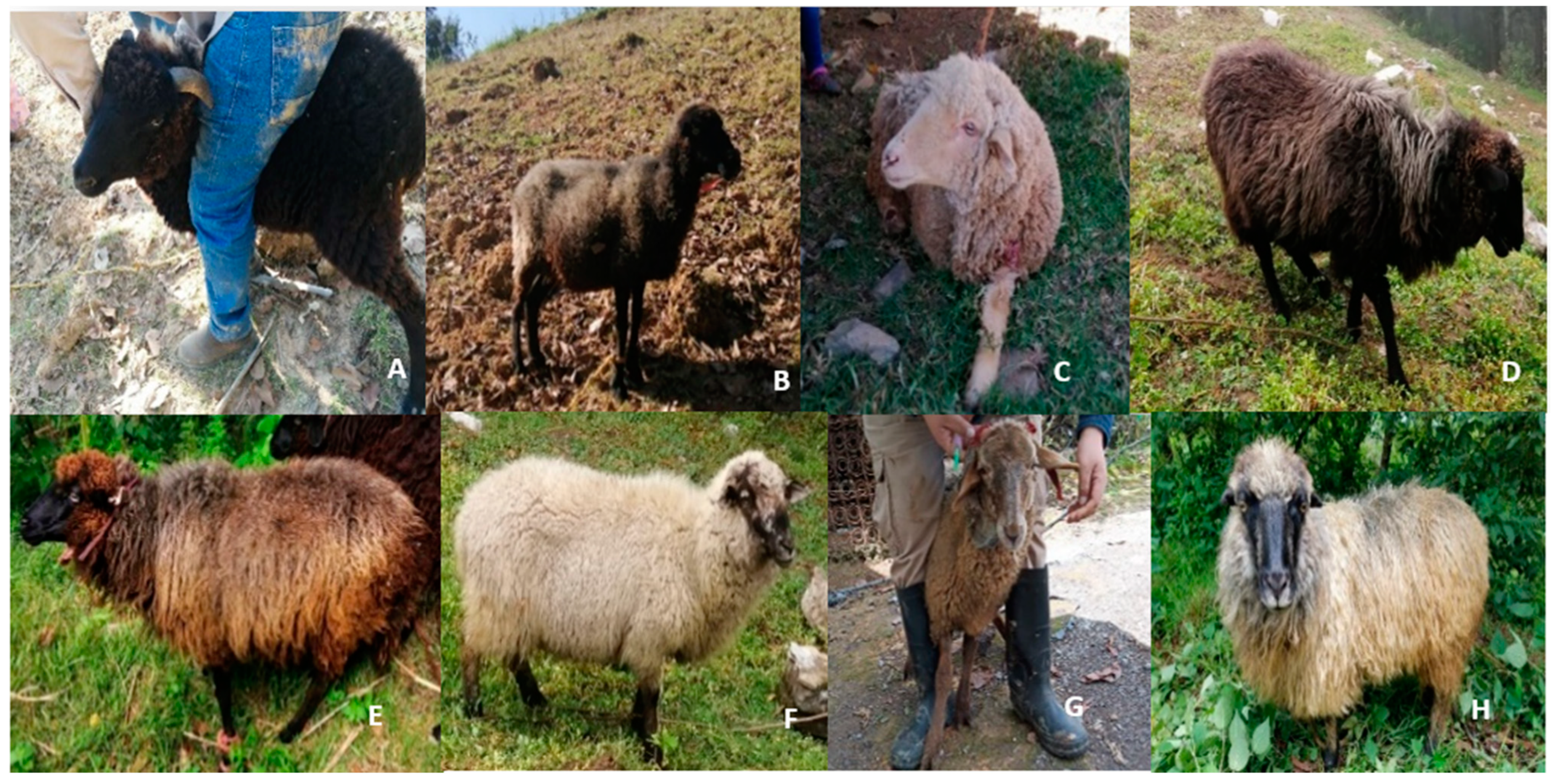 Animals 12 00456 g002 Animals 12 00456 g002