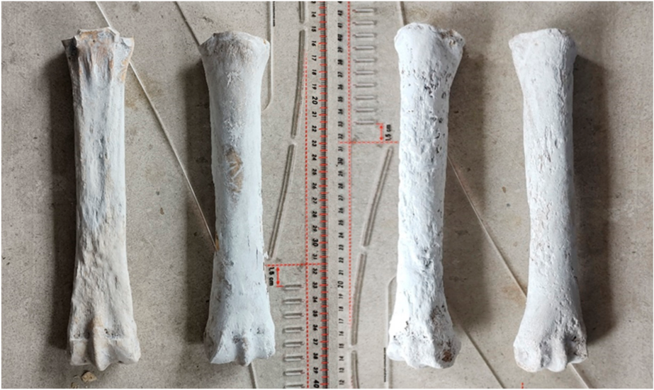 Animals 12 00478 g005