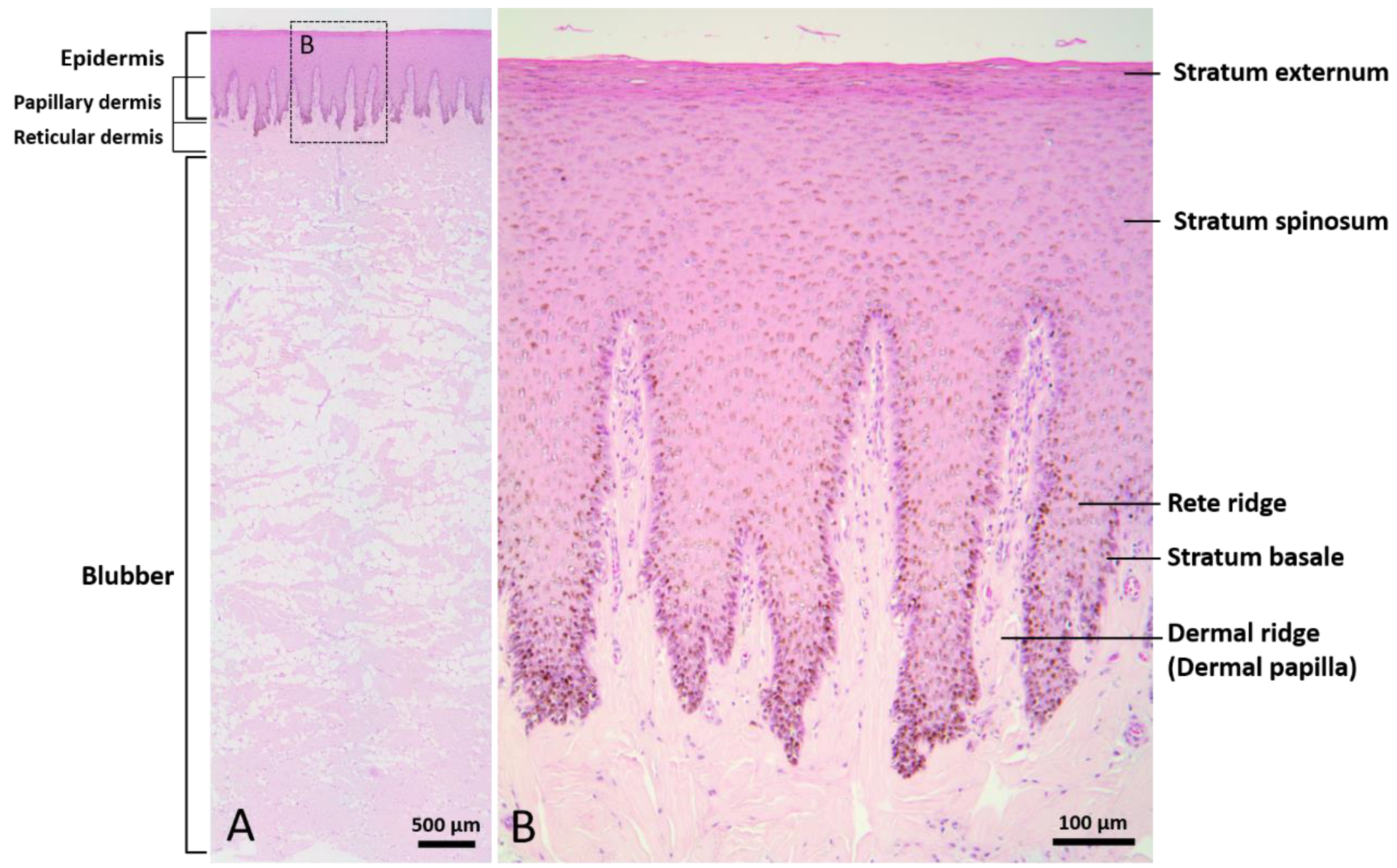 Animals 12 00537 g001