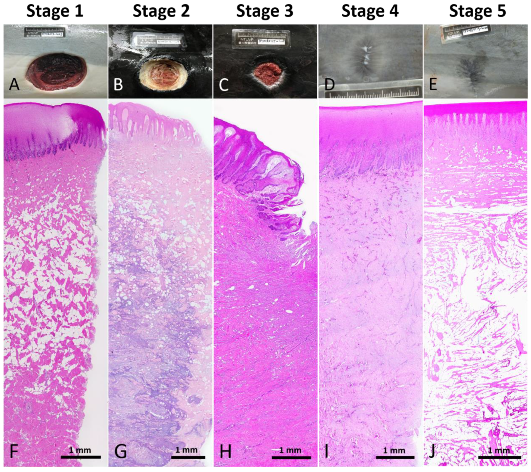 Animals 12 00537 g002