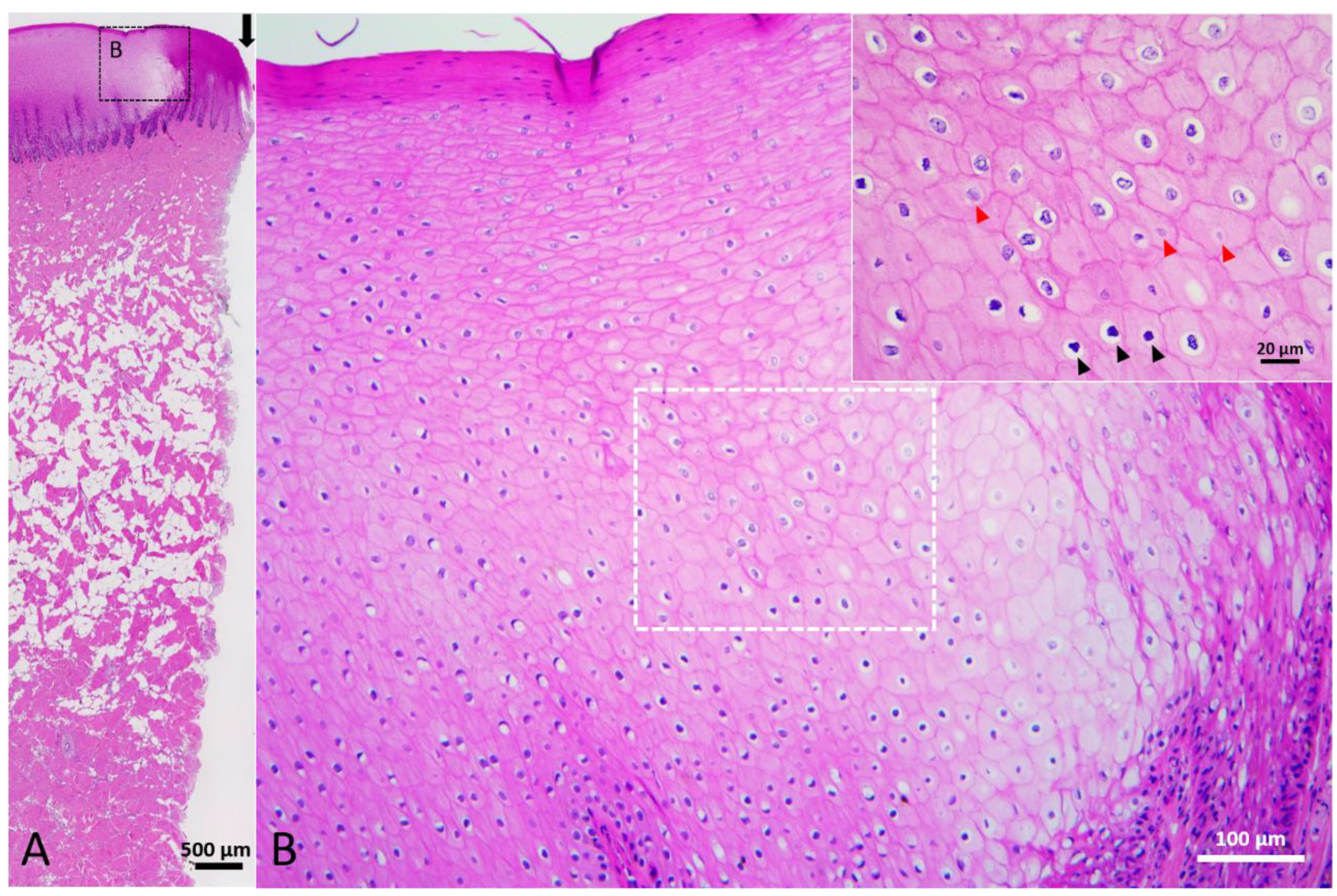 Animals 12 00537 g003