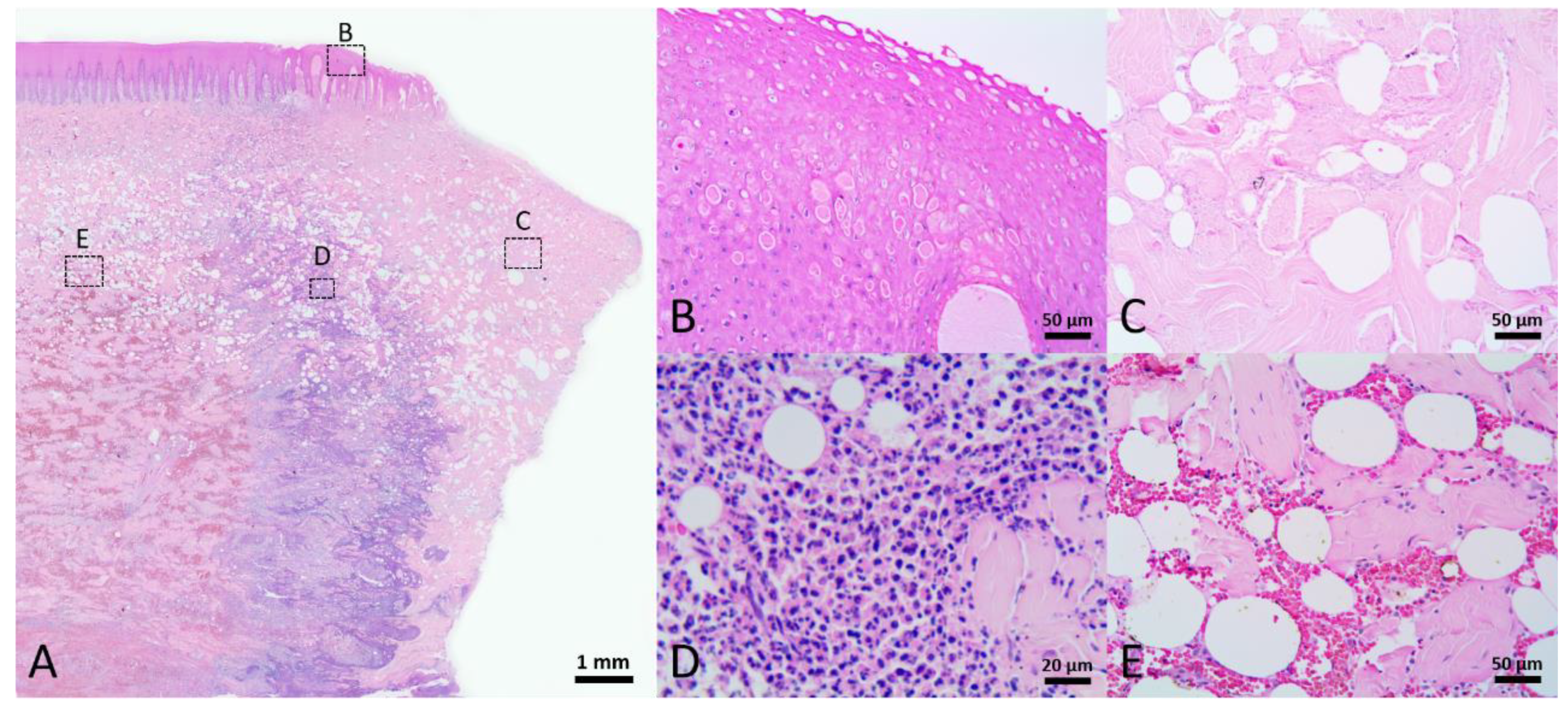 Animals 12 00537 g004