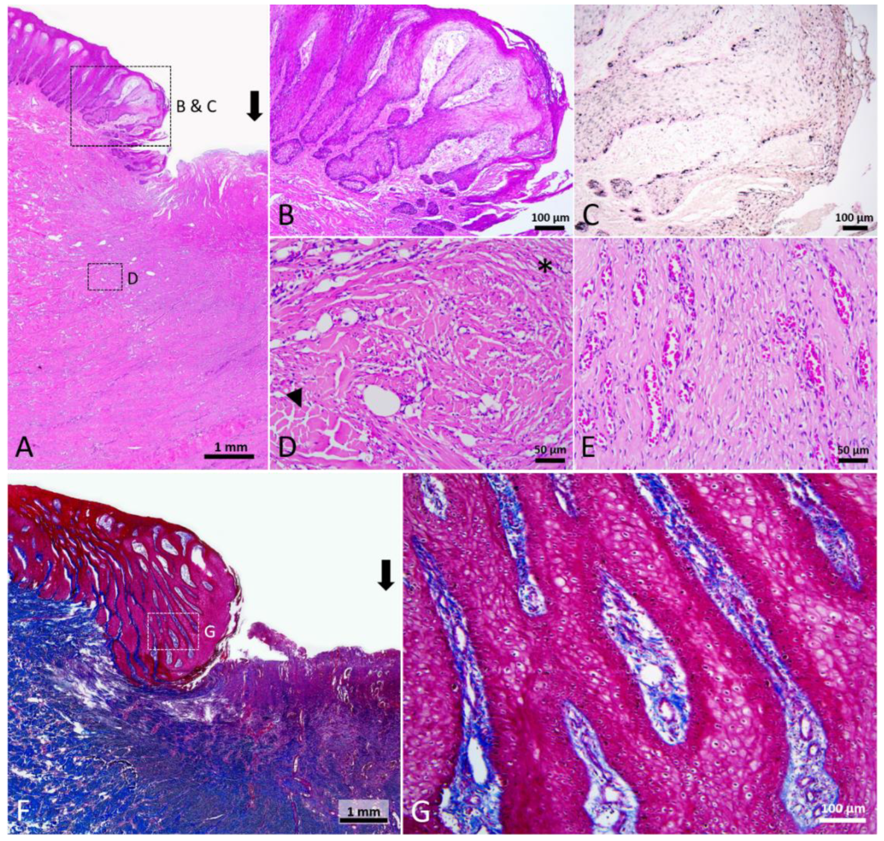 Animals 12 00537 g006