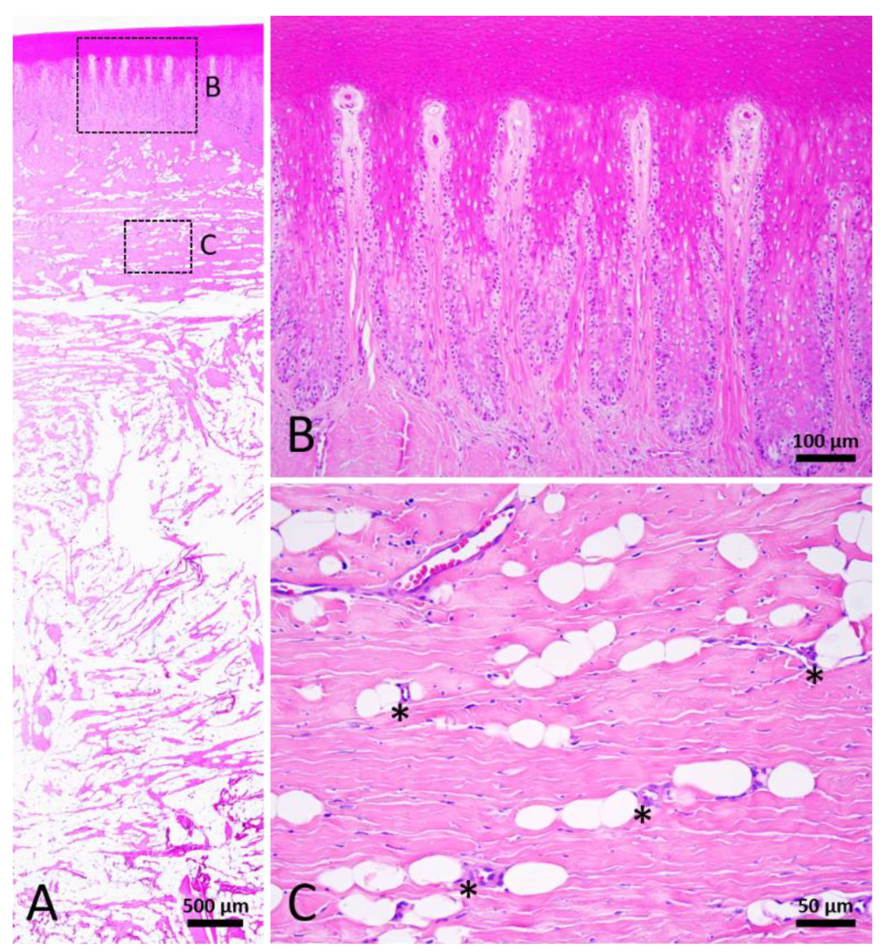 Animals 12 00537 g008