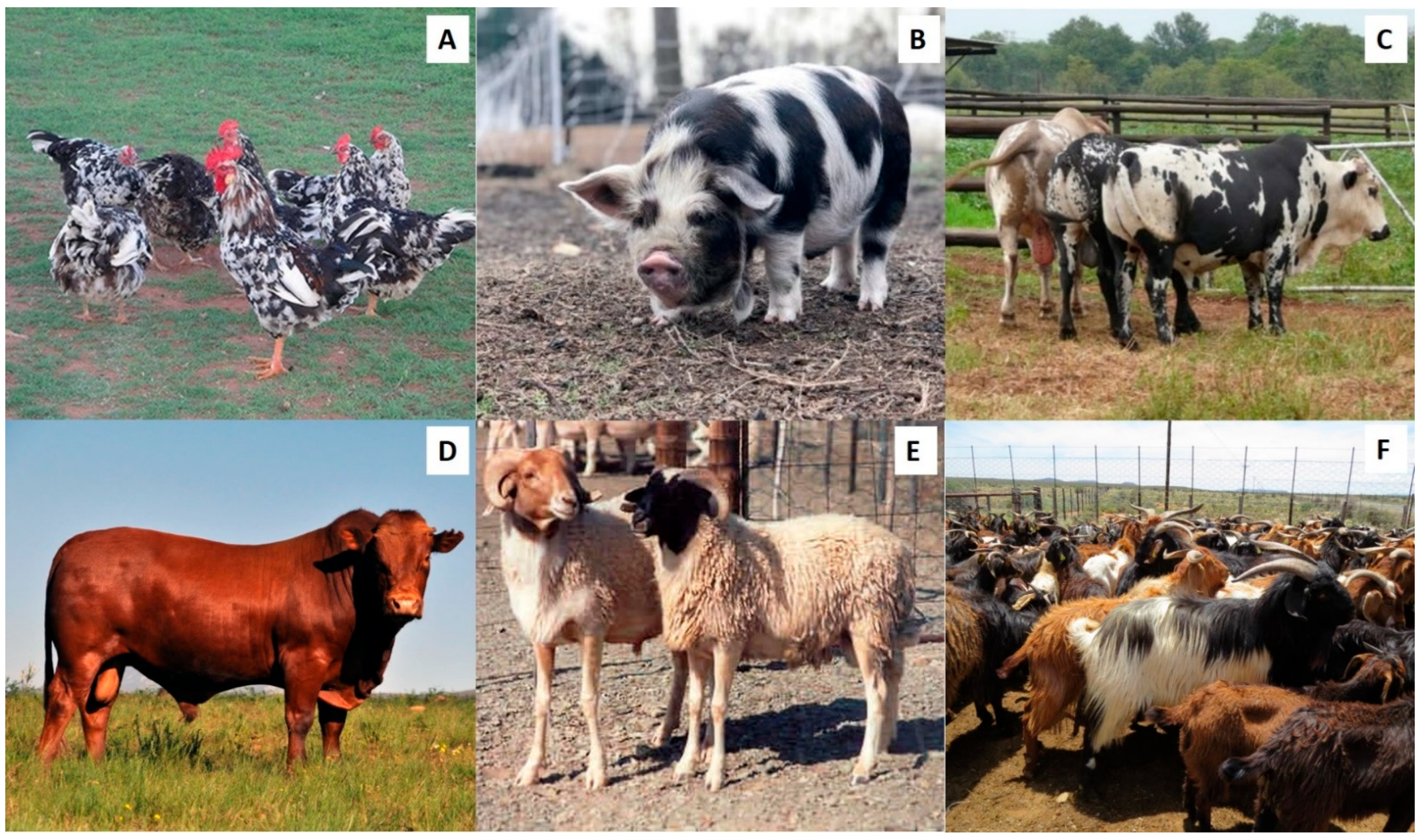 Animals 12 00657 g004