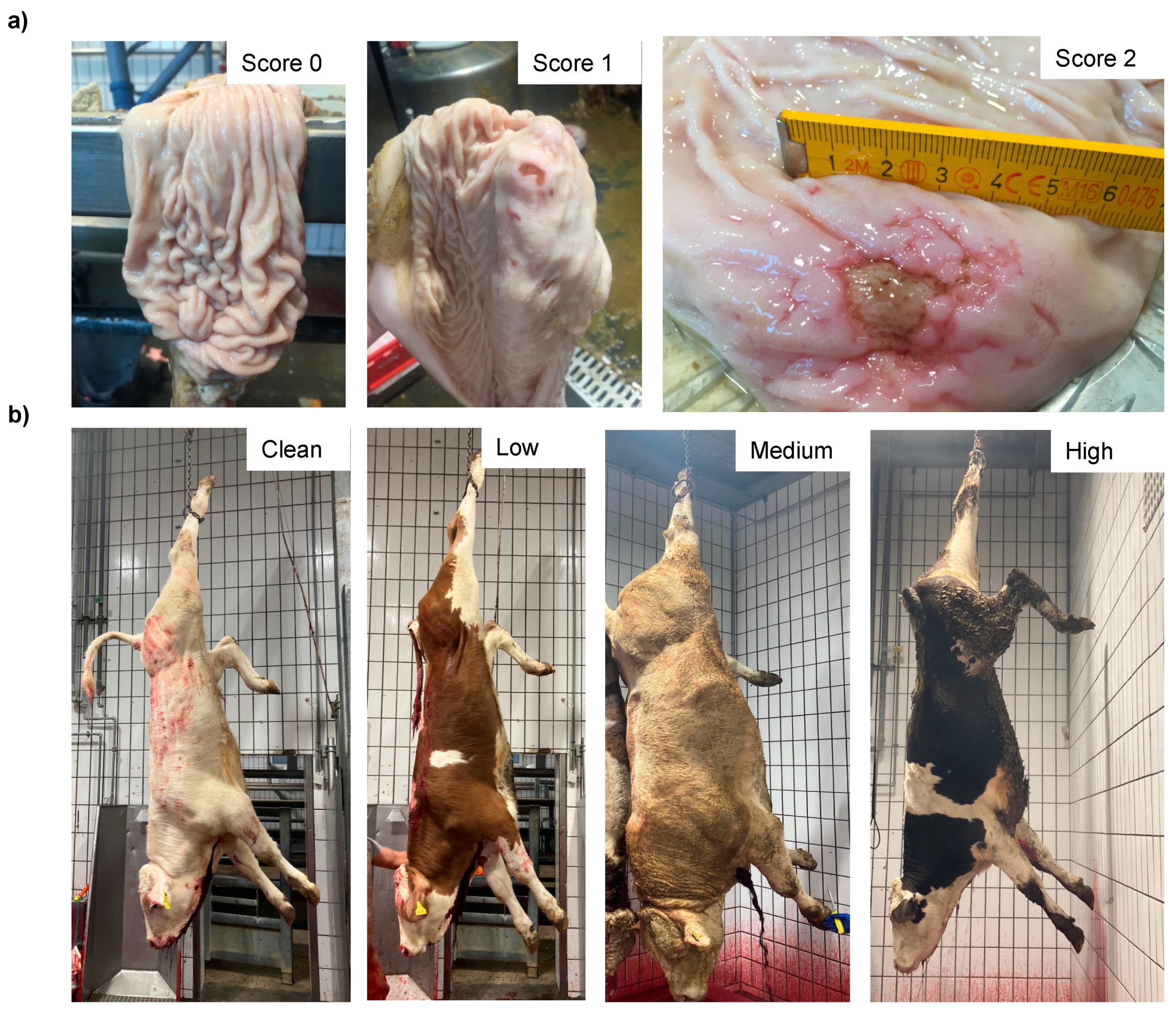 Animals 12 00659 g001