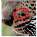 Animals 12 00660 i002