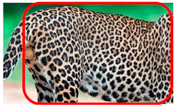 Animals 12 00660 i007