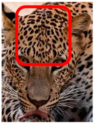 Animals 12 00660 i008