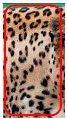 Animals 12 00660 i011