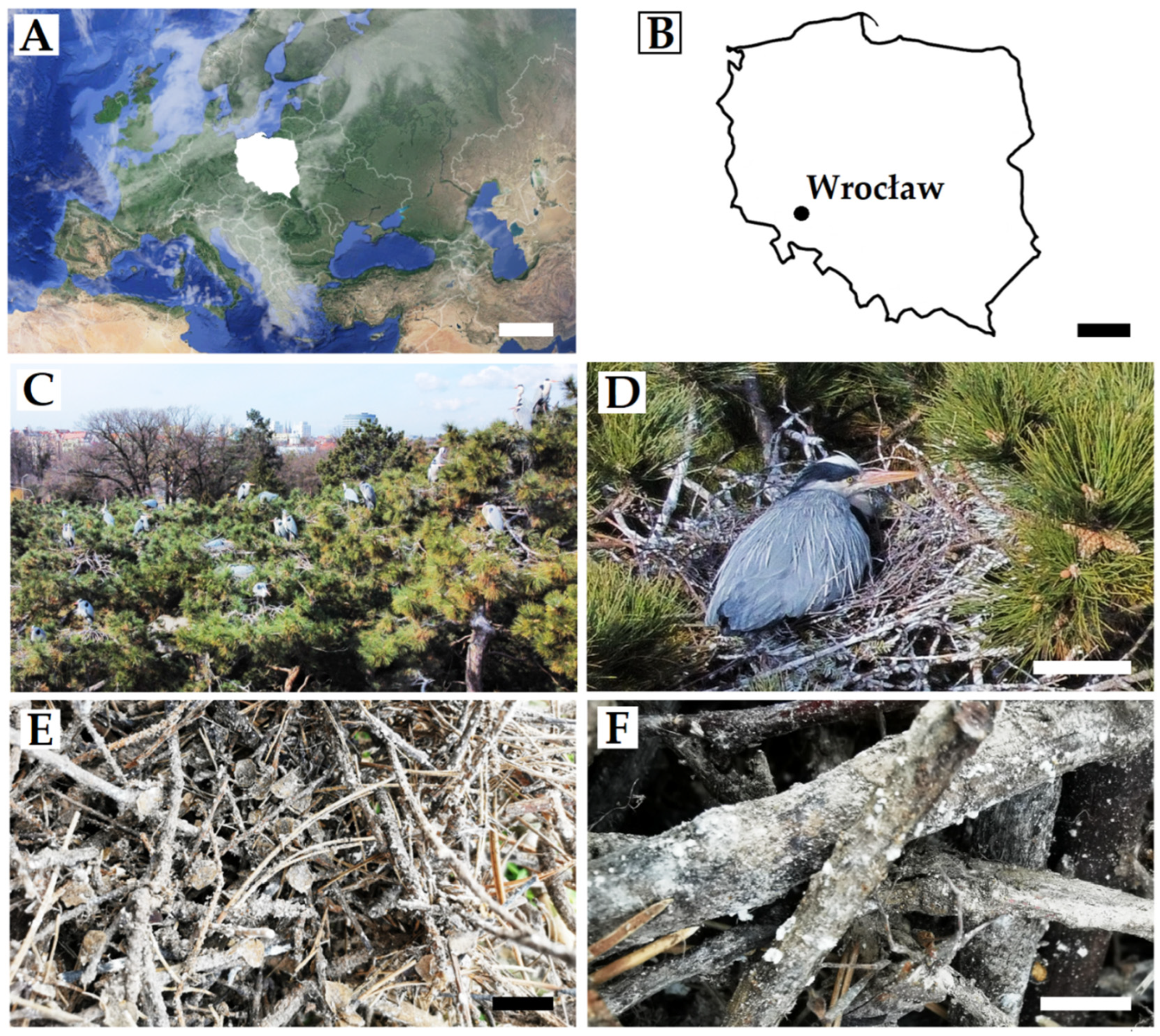 Animals 12 00676 g001