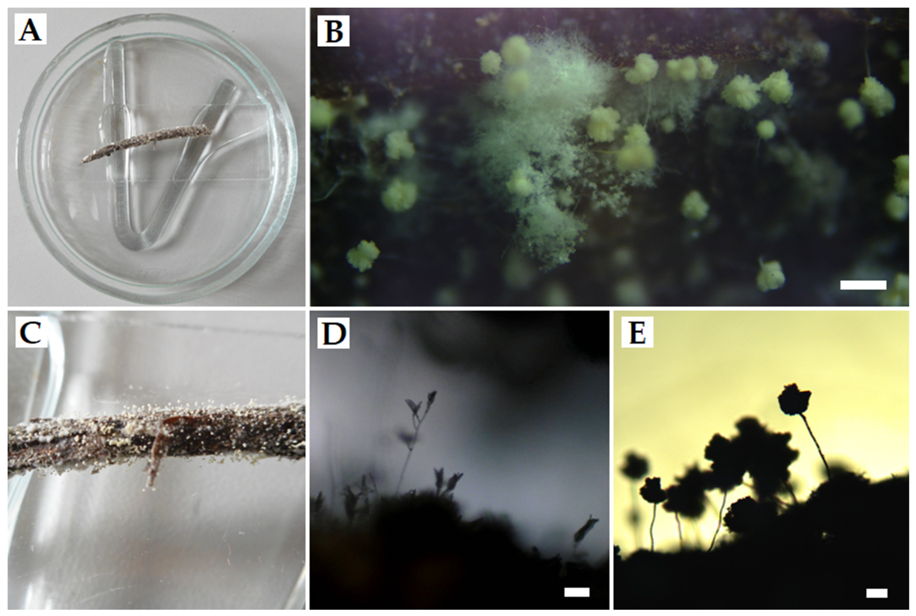 Animals 12 00676 g003