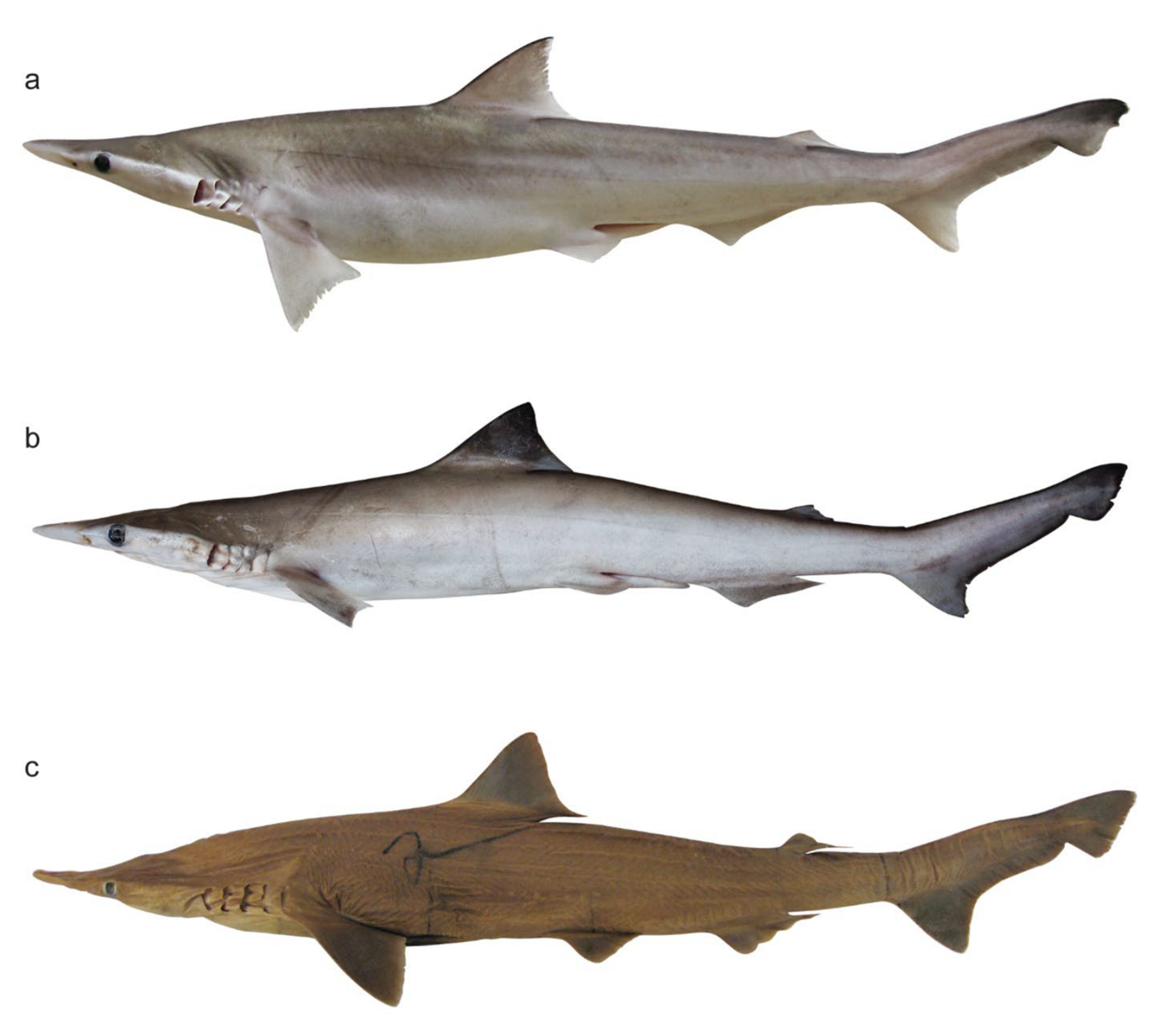 Animals 12 00681 g001 Animals 12 00681 g001