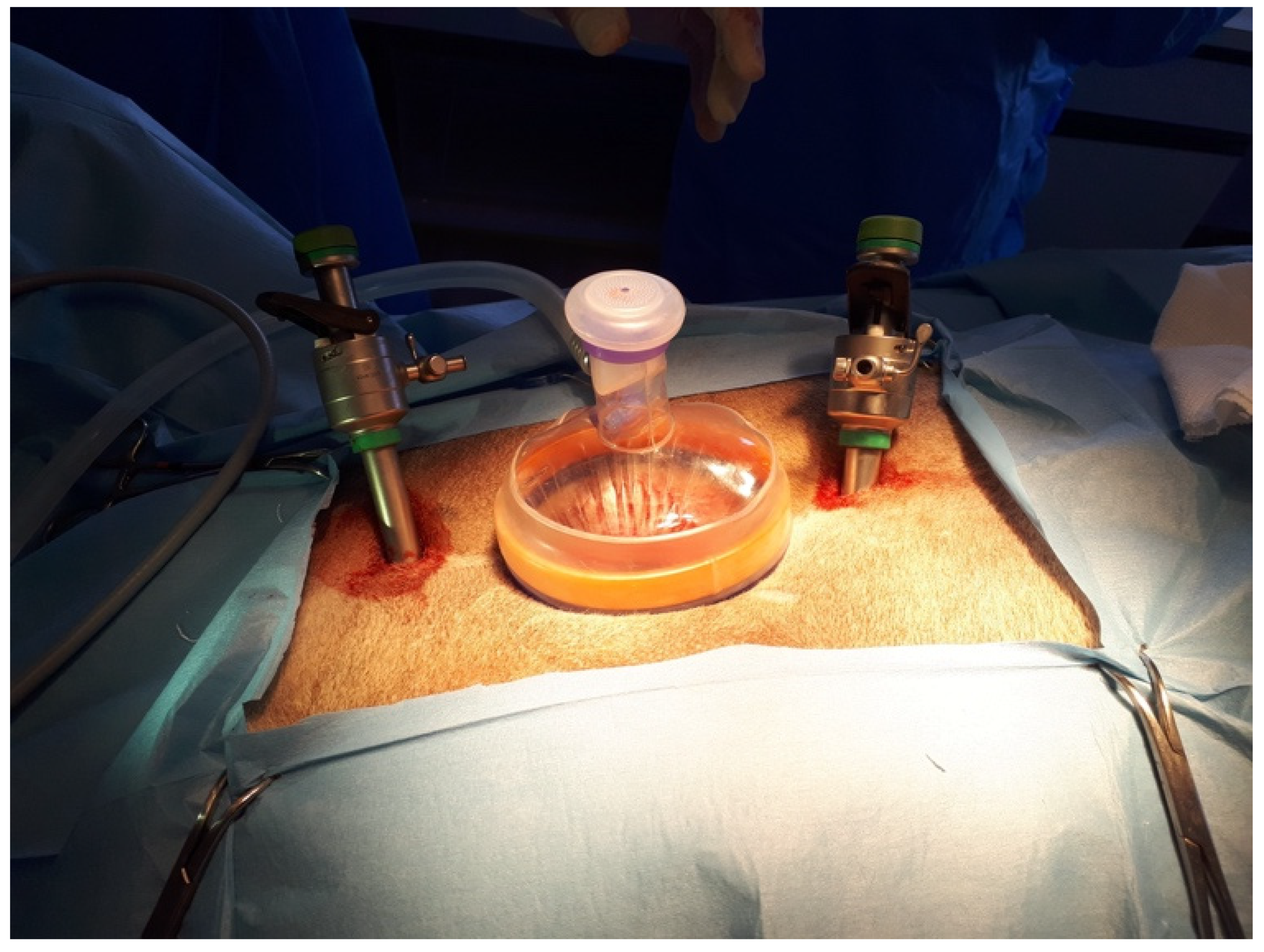 Animals 12 00700 g003