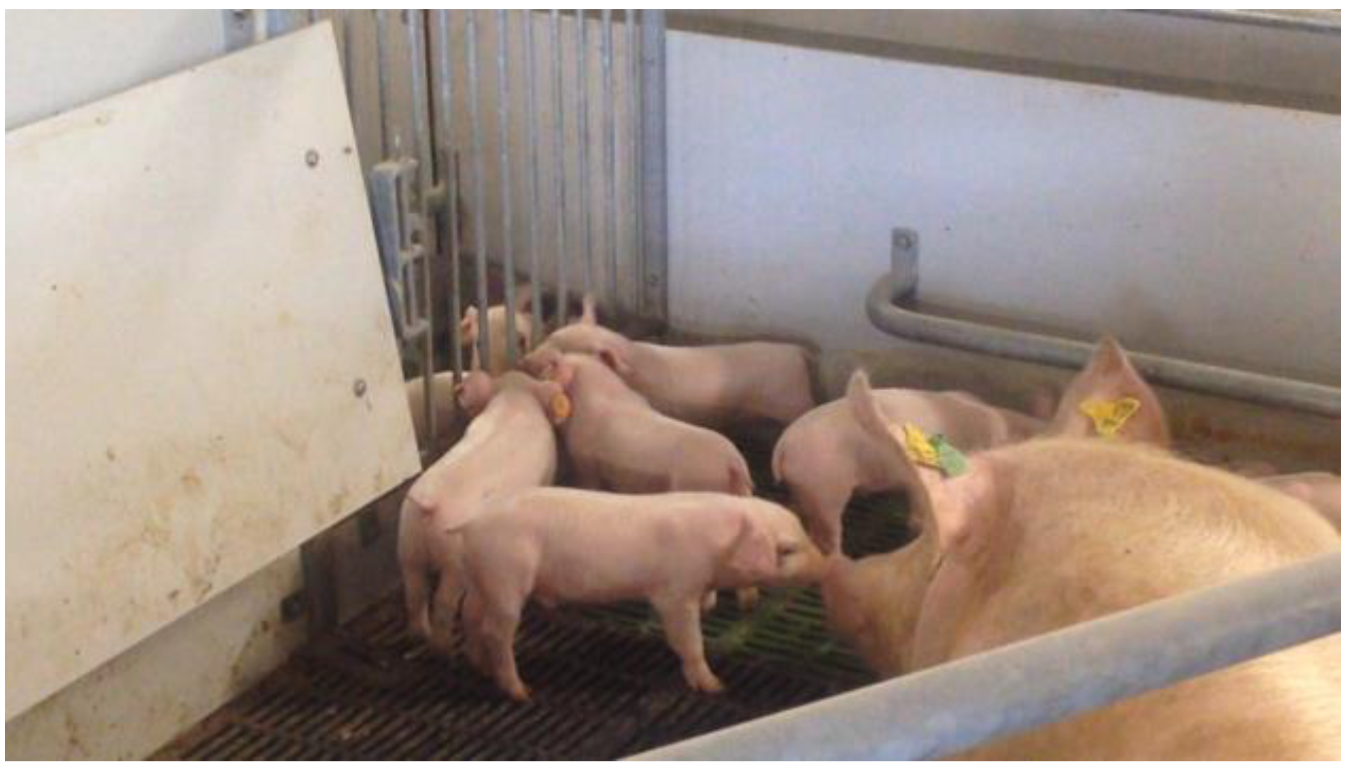 Animals 12 00724 g002