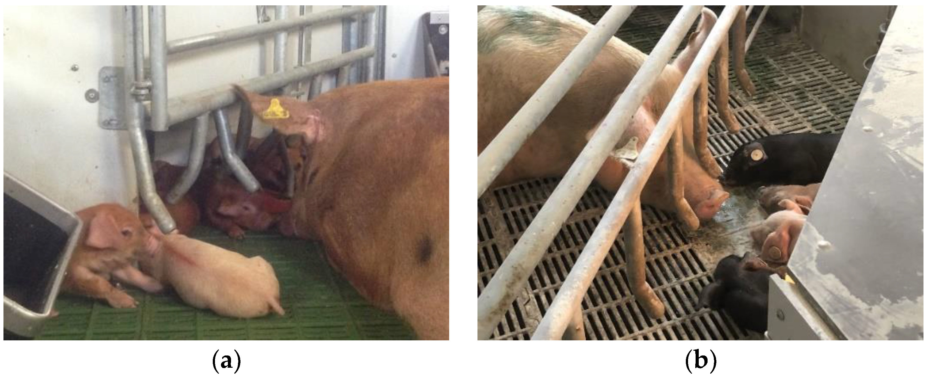 Animals 12 00724 g003