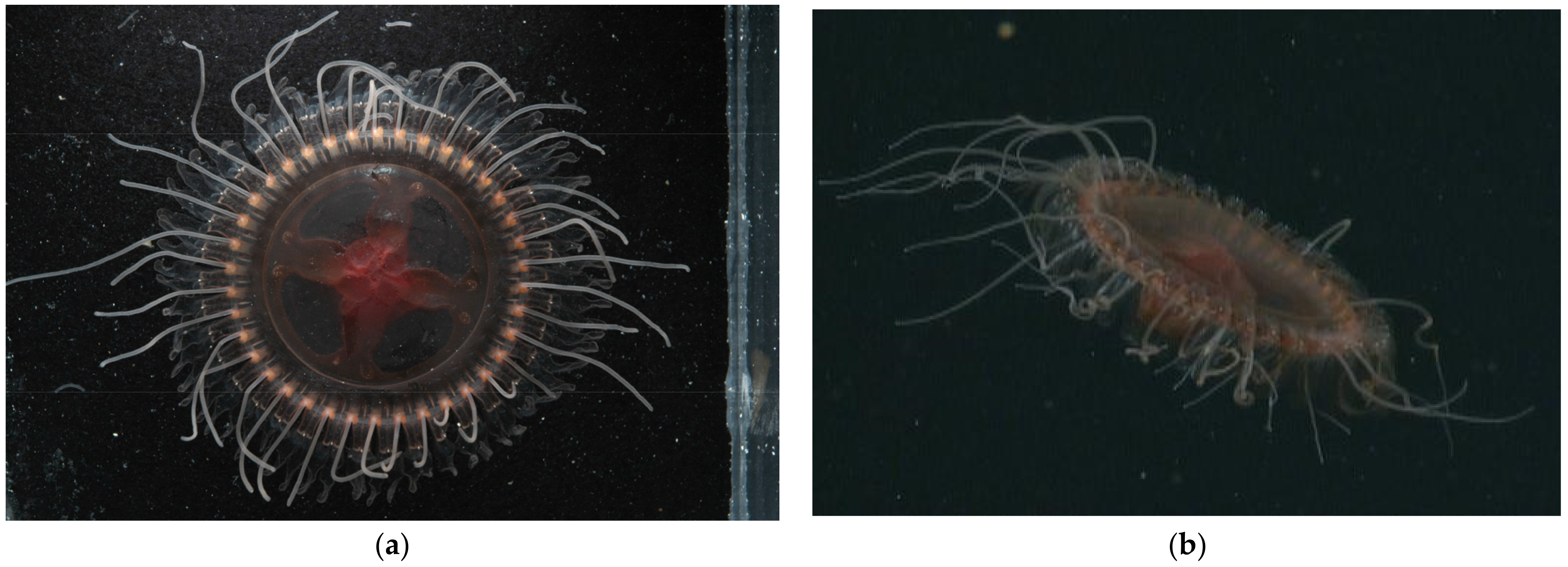 Animals 12 00742 g001