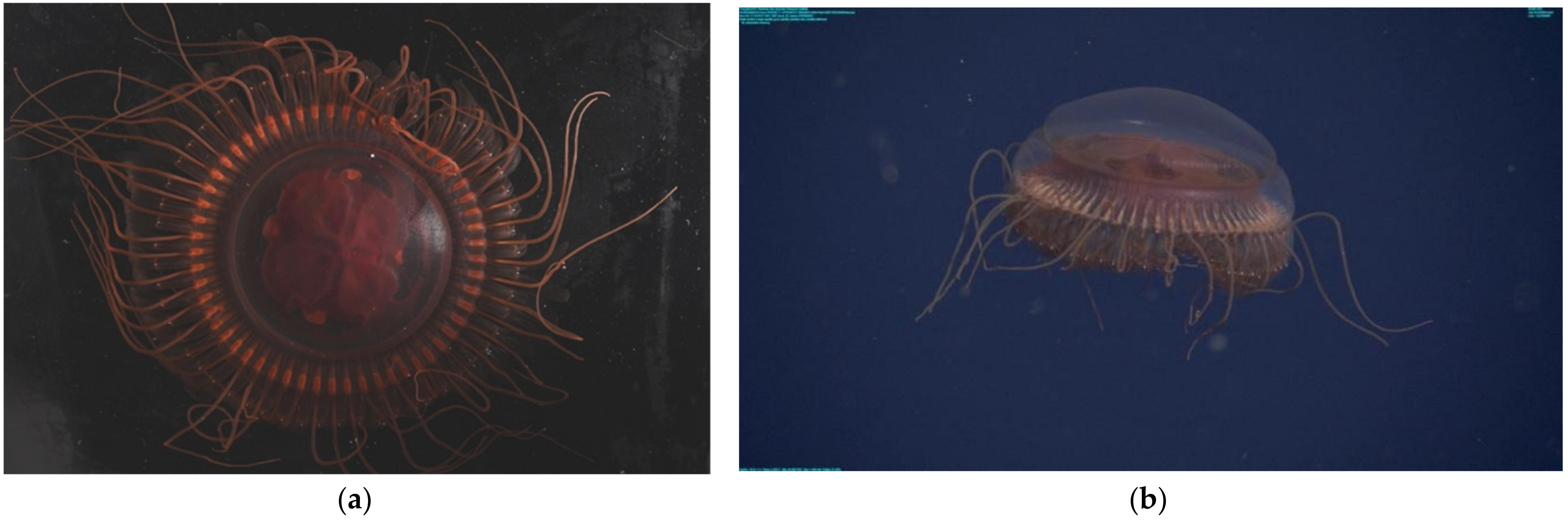 Animals 12 00742 g002