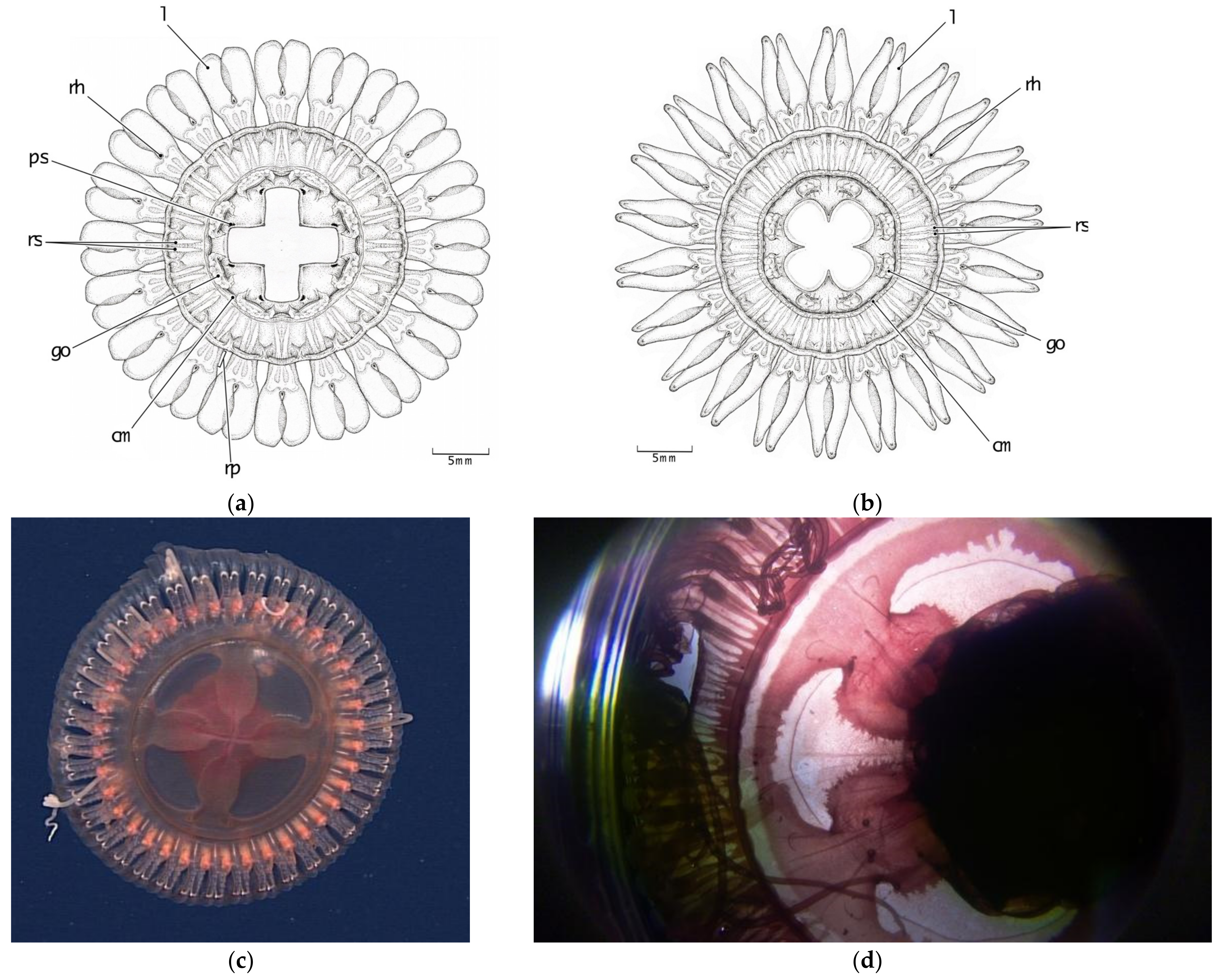 Animals 12 00742 g006