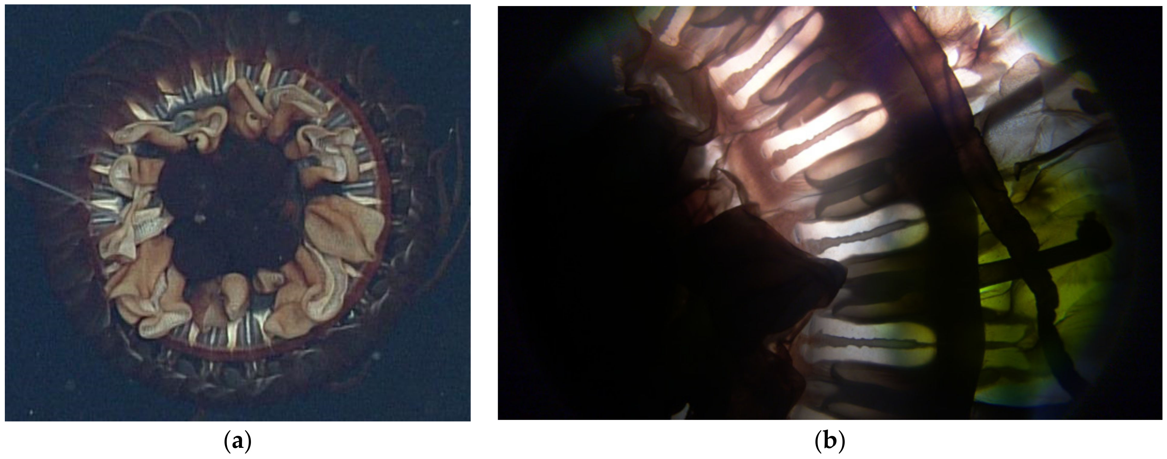 Animals 12 00742 g007