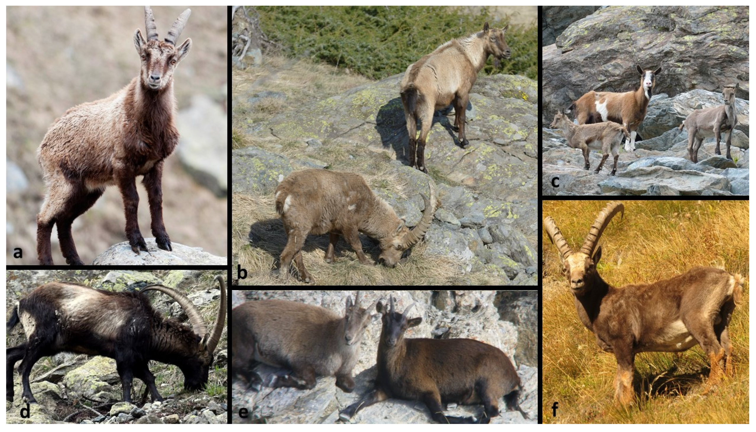 Animals 12 00751 g001